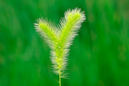 Close up of Setaria bipinnata, North China