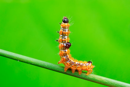 The larvae of the moth inhabit wild plants in North China