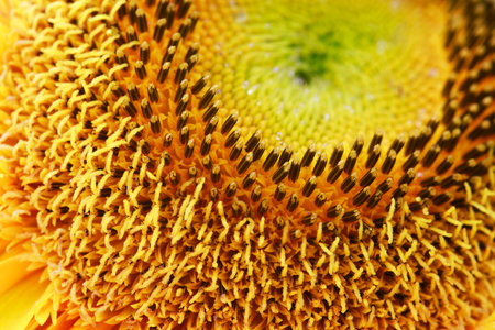 Flowers in North China Gardenの写真素材