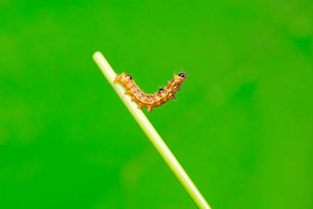 The larvae of the moth inhabit wild plants in North China