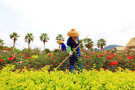 The female worker weeded in the rose plantation, Sanya City, Hainan Province, Chinaの写真素材
