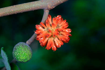 Flowers and fruits of Broussonetia papyrifera, North China