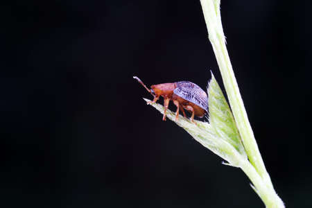 Carabidae insect live on green leaves