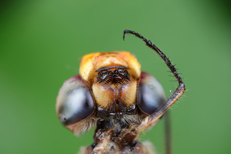 Close up of dragonfly's compound eyes
