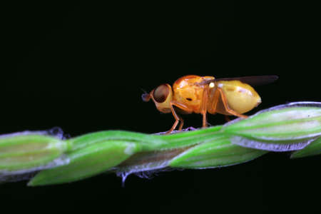 Flies on plants in the nature, North China Plain