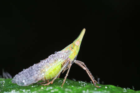 Wax cicadas live on wild plants in North Chinaの写真素材