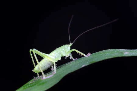 Katydids on wild plants, North Chinaの写真素材