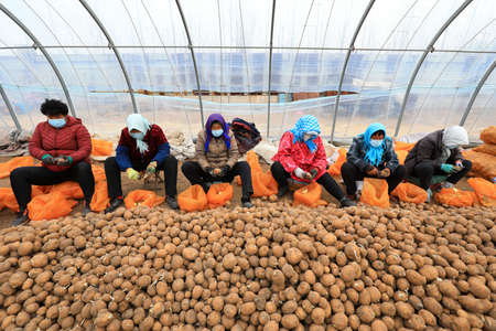 LUANNAN COUNTY, Hebei Province, China-March 12, 2020: Farmers cut potatoes to make seeds in the greenhouse.のeditorial素材