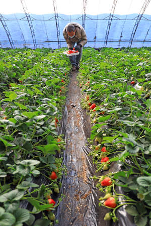 LUANNAN COUNTY, China-December 30, 2020: farmers harvest strawberries at a farm, ready to supply the market, LUANNAN COUNTY, Hebei Province, Chinaのeditorial素材