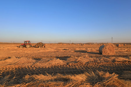 LUANNAN COUNTY, China-December 24, 2020: farmers use agricultural machinery to compress rice straw...