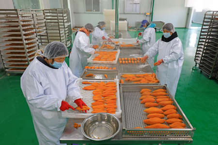 LUANNAN COUNTY, China-December 20, 2020: The workers are cutting the cooked sweet potatoes on the...
