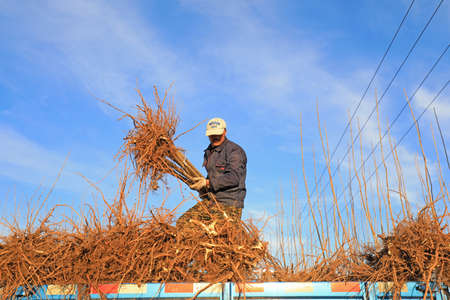 LUANNAN COUNTY, Hebei Province, China-March 10, 2020: Farmers are carrying fast-growing poplar seedlings in the forest farm.のeditorial素材