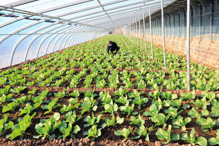 LUANNAN COUNTY, China-December 10, 2020: gardeners in a greenhouse in LUANNAN COUNTY, Hebei Province, Chinaのeditorial素材