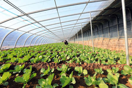 LUANNAN COUNTY, China-December 10, 2020: gardeners in a greenhouse in LUANNAN COUNTY, Hebei Province, Chinaのeditorial素材