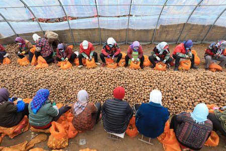 LUANNAN COUNTY, Hebei Province, China-March 12, 2020: Farmers cut potatoes to make seeds in the greenhouse.のeditorial素材