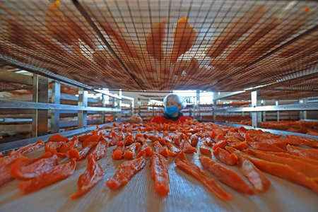 Workers are checking the drying effect of sweet potato in the production workshop, LUANNAN COUNTY, Hebei Province, Chinaのeditorial素材