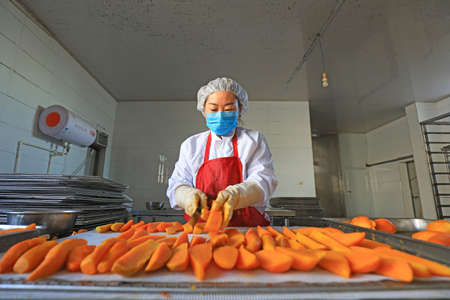 LUANNAN COUNTY, China-December 20, 2020: The workers are cutting the cooked sweet potatoes on the...