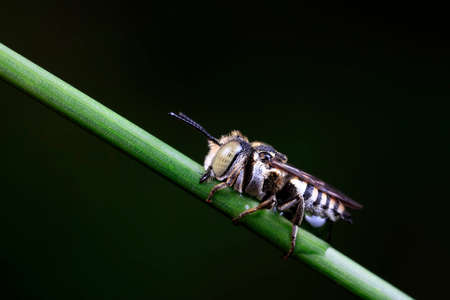 Bees inhabit plants, North Chinaの写真素材