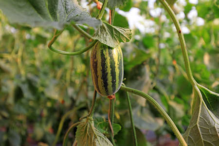 Melon seedlings in a greenhouse on a farmの写真素材