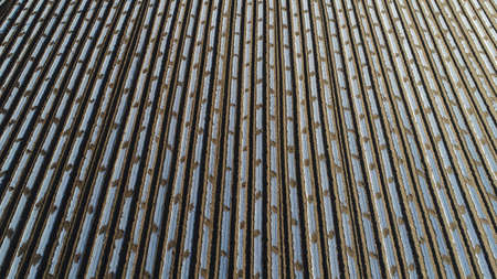 Potato covered with plastic film in the field, North China Plainの写真素材