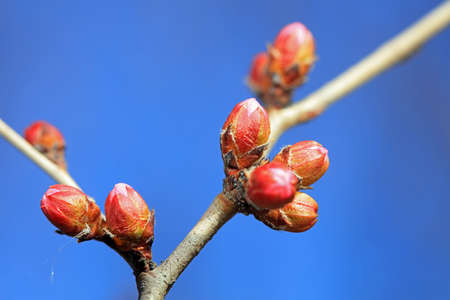Close up of peach blossom bud in natural state