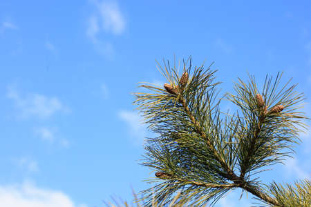 Close up of pine fruit in natural state