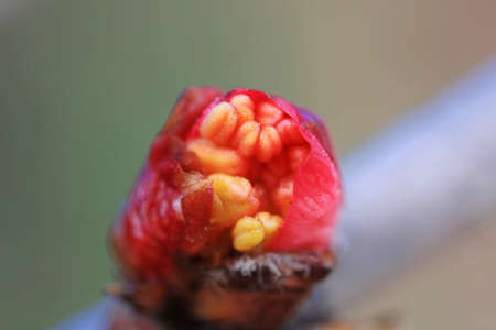 Close up of peach blossom bud in natural stateの写真素材