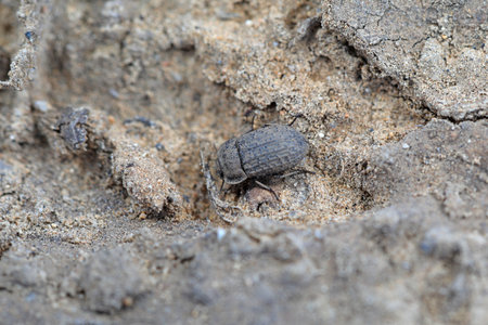 darkling tenebrionid crawls on the ground, North Chinaの写真素材