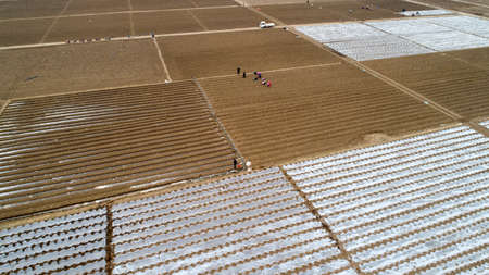 Farmers are planting cauliflower and seedlings in the fields.の写真素材