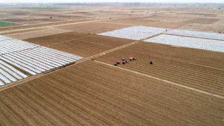 Farmers are planting cauliflower and seedlings in the fields.の写真素材