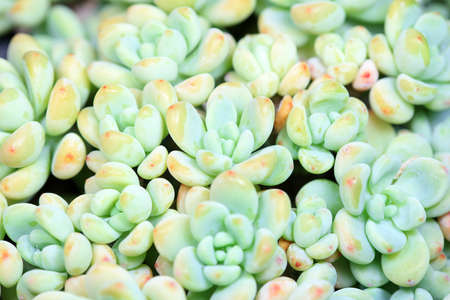 Close up of succulent succulent plantsの写真素材