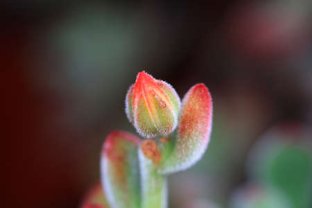 Close up of succulent succulent plantsの写真素材
