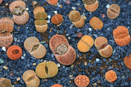 A beautiful perennial succulent herb - Lithopsの写真素材