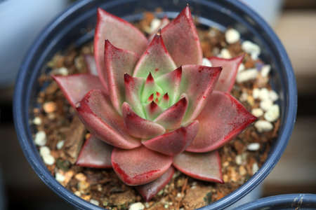 Close up of succulent succulent plantsの写真素材