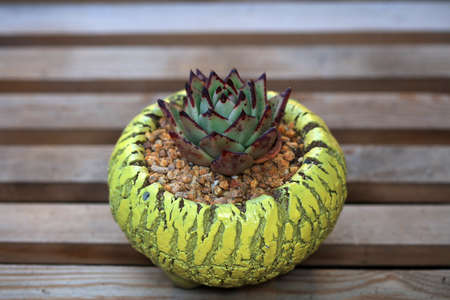 Close up of succulent plants