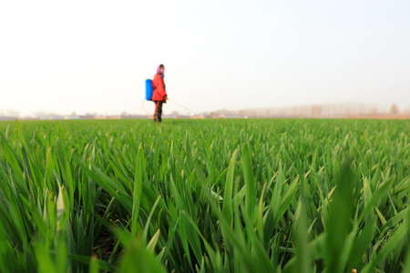 Farmers are spraying fungicides on Wheat in the fields.の写真素材