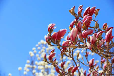magnolia micro photos of flowersの写真素材