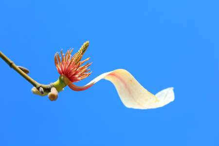 magnolia micro photos of flowersの写真素材