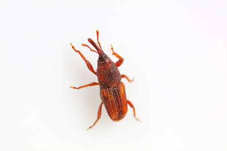 Rice weevil on white backgroundの写真素材