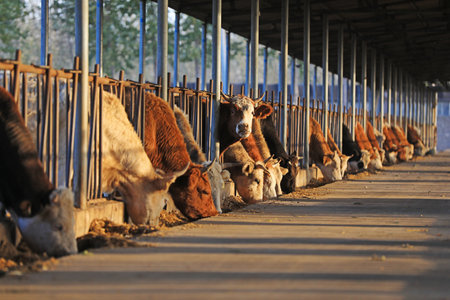 Beef cattle in the farm, North Chinaの写真素材