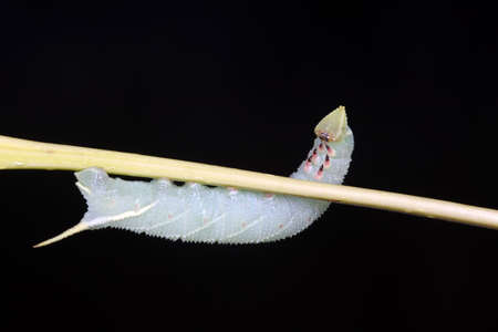 Moth nymphs on wild plants, North Chinaの写真素材