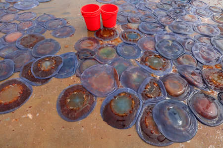 Jellyfish skin covers the ground at a seafood processing plant in North Chinaの写真素材