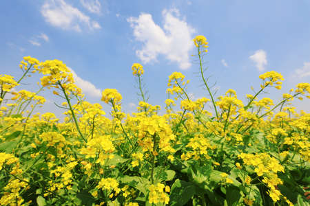 Blooming rape flowers in the fields, North Chinaの写真素材