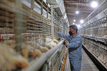 LUANNAN COUNTY, Hebei Province, China-March 17, 2020: The workers are loading feed in a processing plant.のeditorial素材