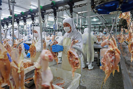 LUANNAN COUNTY, Hebei Province, China-March 17, 2020: The workers are busy in a modern broiler processing factory on the production line of broiler segmentation.のeditorial素材