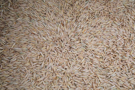 oats forage seeds, closeup of photoの写真素材