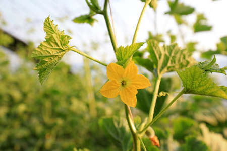 Melon seedlings in a greenhouse on a farmの写真素材