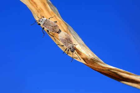 Bugs copulate in nature, North China