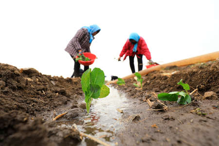 Farmers are planting cauliflower and seedlings in the fields.の写真素材
