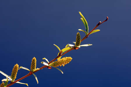Close up of willow flower bud